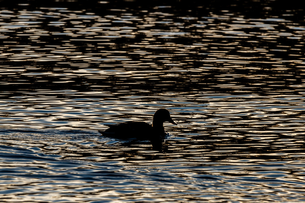 Beautiful silhouette of duck in golden hour 